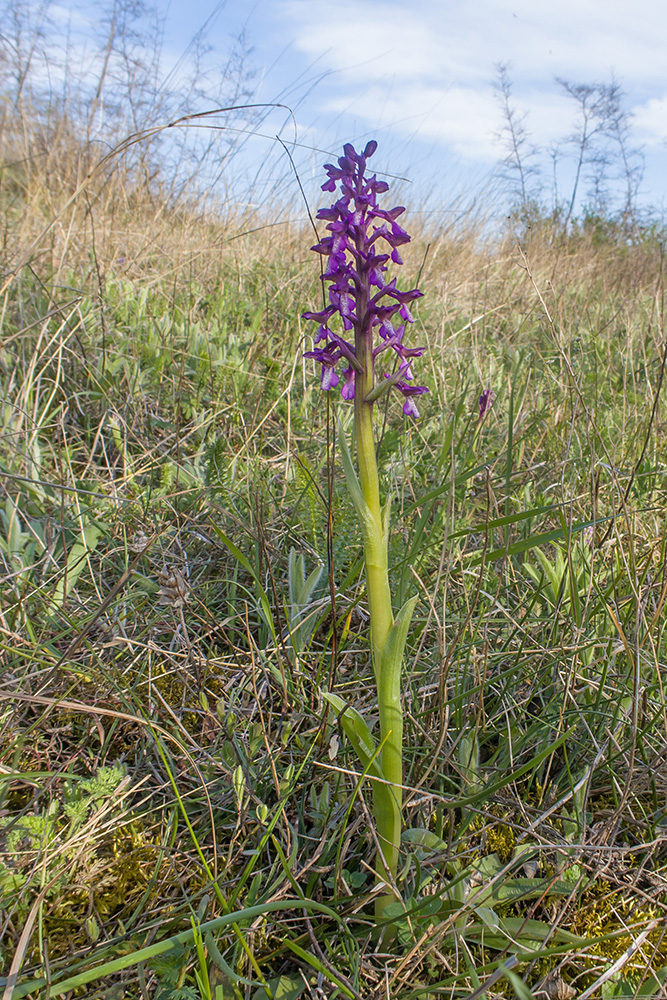 Image of Anacamptis morio ssp. caucasica specimen.