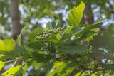 View full-size image Crataegus submollis