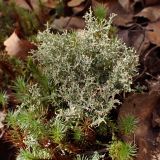 Смотреть изображение Cladonia furcata