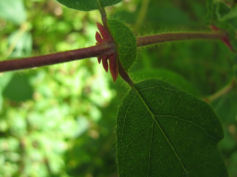 Image of Lonicera pallasii specimen.