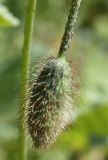 Papaver umbonatum. Бутон. Волоски тёмные, на цветоножке - прижатые, на чашечке - оттопыренные. Израиль, г. Кирьят-Оно, у дороги. 27.02.2011.