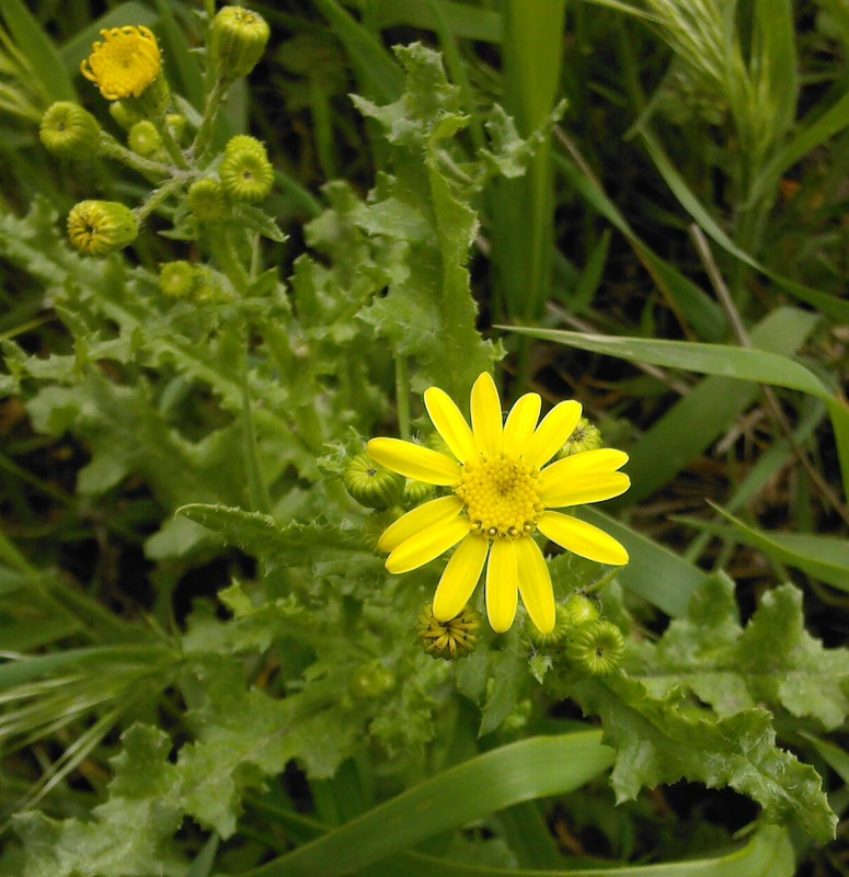 Изображение особи Senecio vernalis.