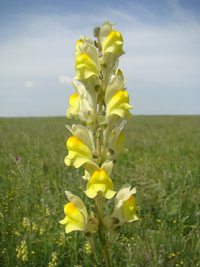 Image of Linaria macroura specimen.