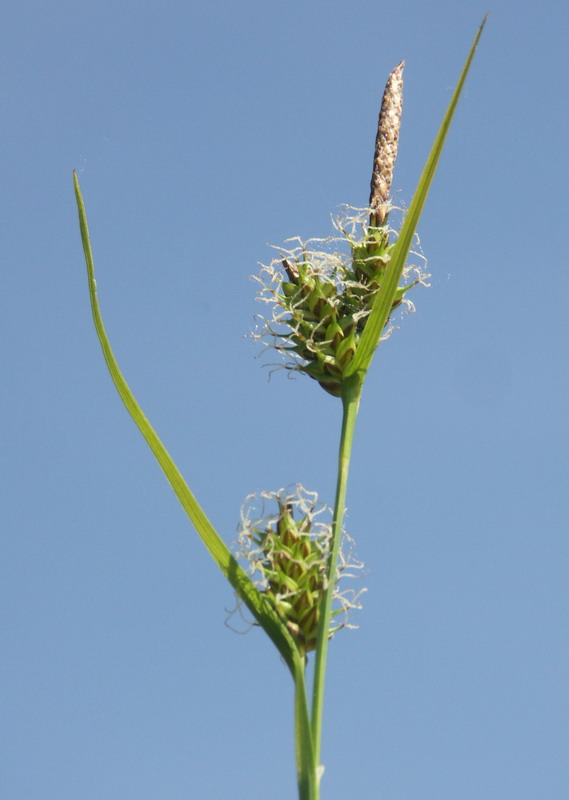 Изображение особи Carex hostiana.