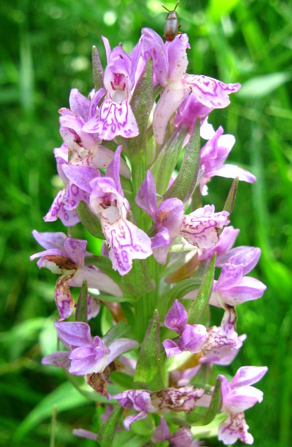 Image of Dactylorhiza incarnata specimen.