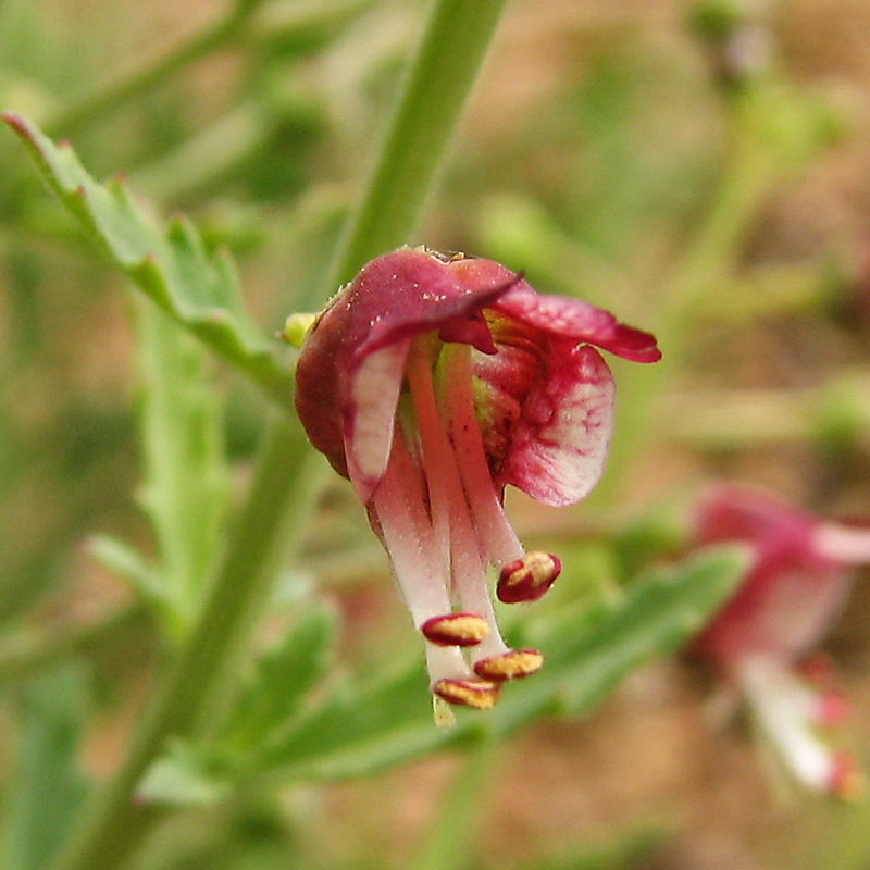 Изображение особи Scrophularia granitica.