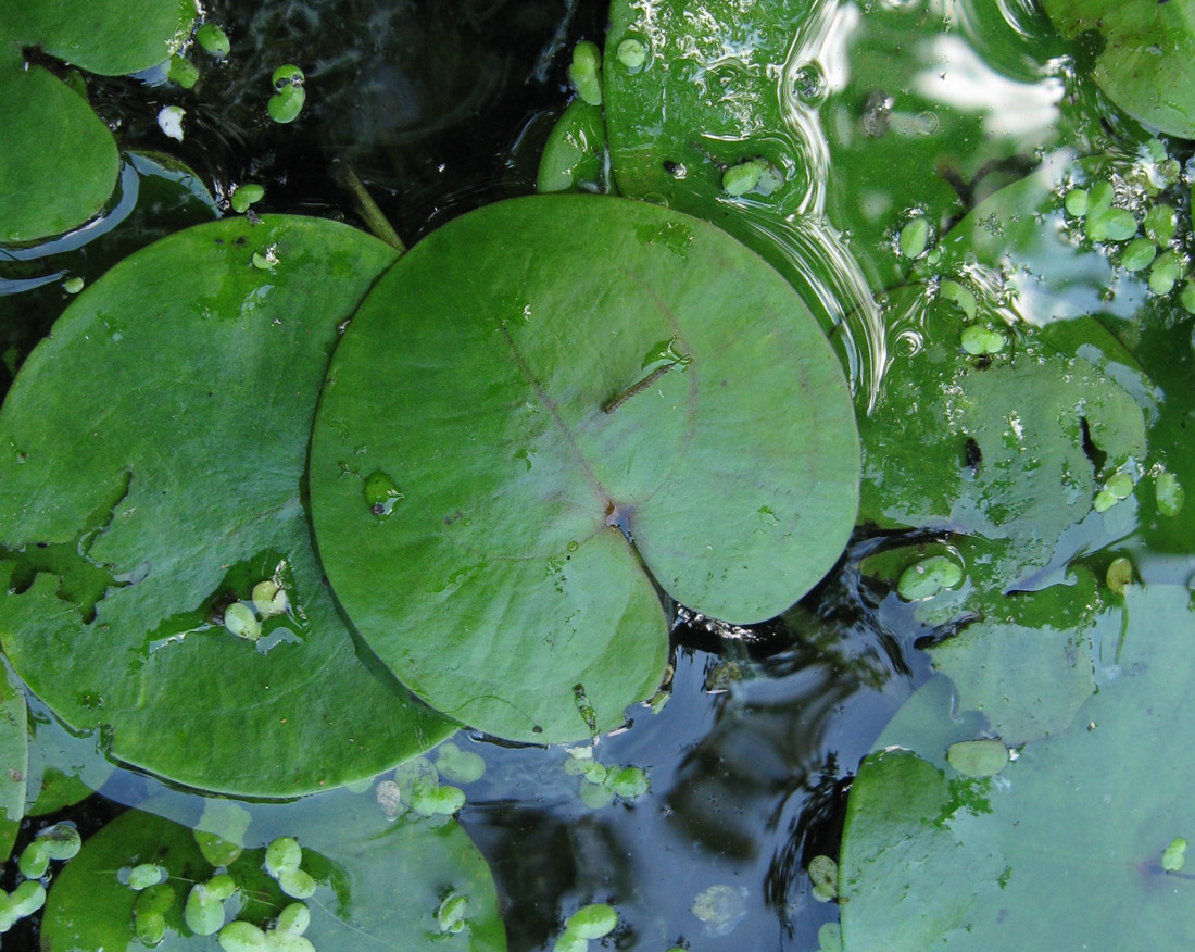 Image of Hydrocharis morsus-ranae specimen.