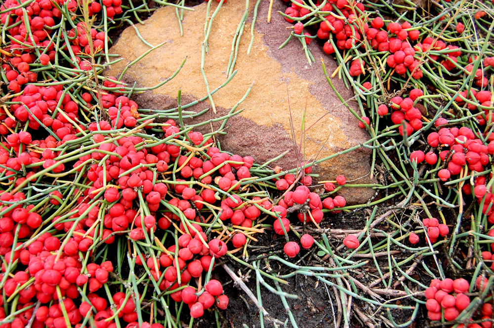 Image of Ephedra monosperma specimen.