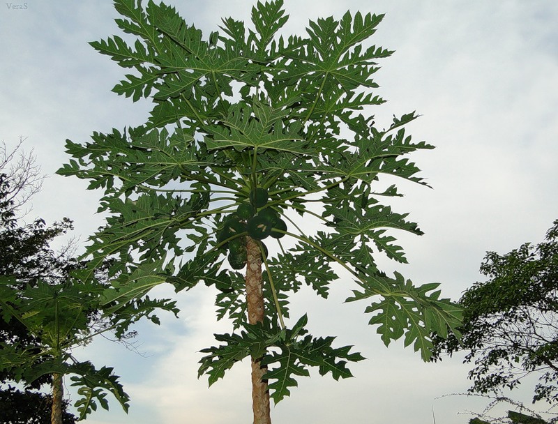 Image of Carica papaya specimen.