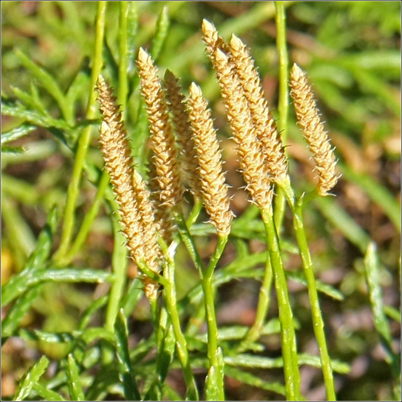 Image of Diphasiastrum complanatum specimen.