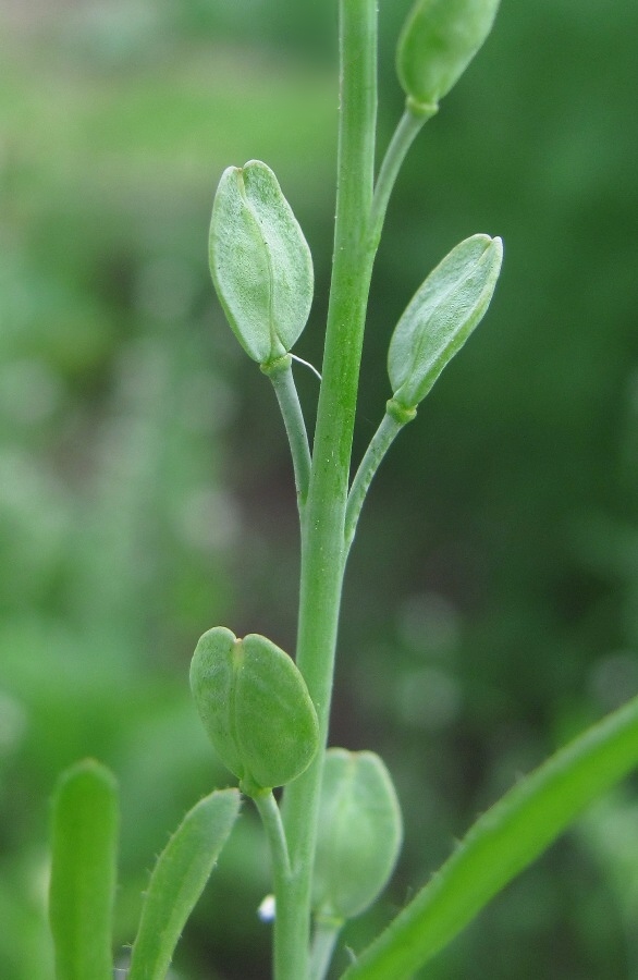 Изображение особи Lepidium sativum.