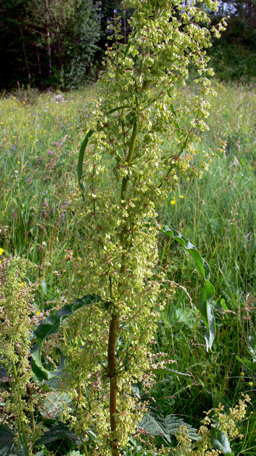 Image of Rumex pseudonatronatus specimen.