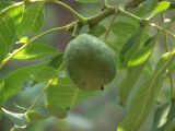 Juglans regia. Ветвь с плодом. Краснодарский край, окр. Абрау-Дюрсо, урочище \"Сухая щель\". 25.07.2005.