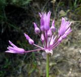 Allium xiphopetalum. Соцветие. Копетдаг, Чули. Май 2011 г.