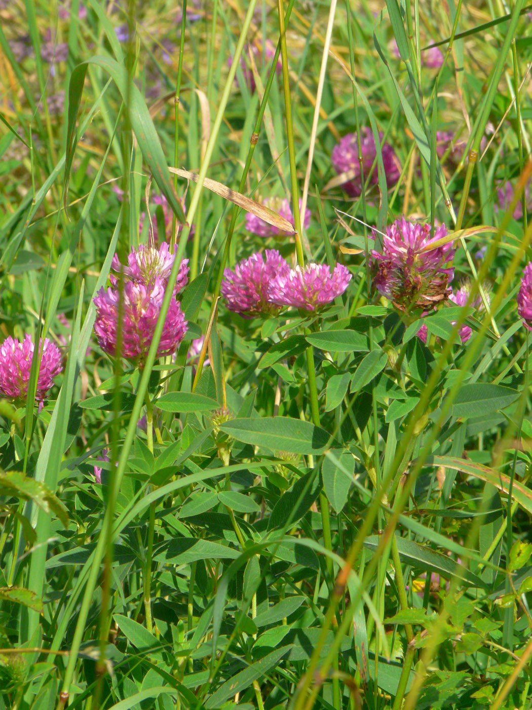 Image of Trifolium medium specimen.