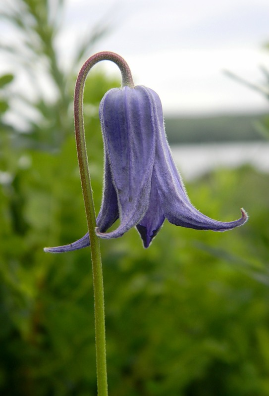 Image of Clematis integrifolia specimen.