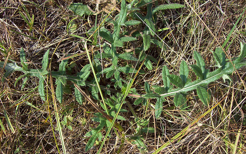 Изображение особи Cirsium polonicum.