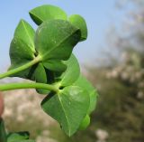 Euphorbia terracina. Присоцветные листья (вид на нижнюю поверхность). Израиль, Шарон, г. Герцлия, злаковое псаммофитное сообщество на старых приморских дюнах. 08.02.2012.