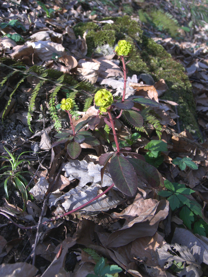 Image of Euphorbia amygdaloides specimen.