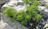 Veronica filifolia. Вегетирующее растение на каменистом склоне. Черноморское побережье, Геленджик, севернее п. Кабардинка. 23 апреля 2012 г.