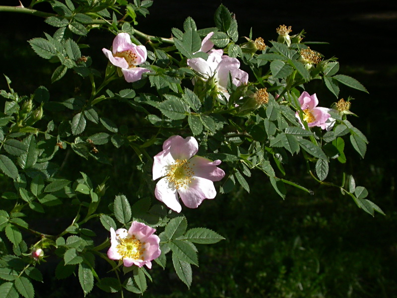 Image of Rosa canina specimen.