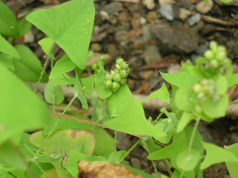 Image of Chylocalyx perfoliatus specimen.