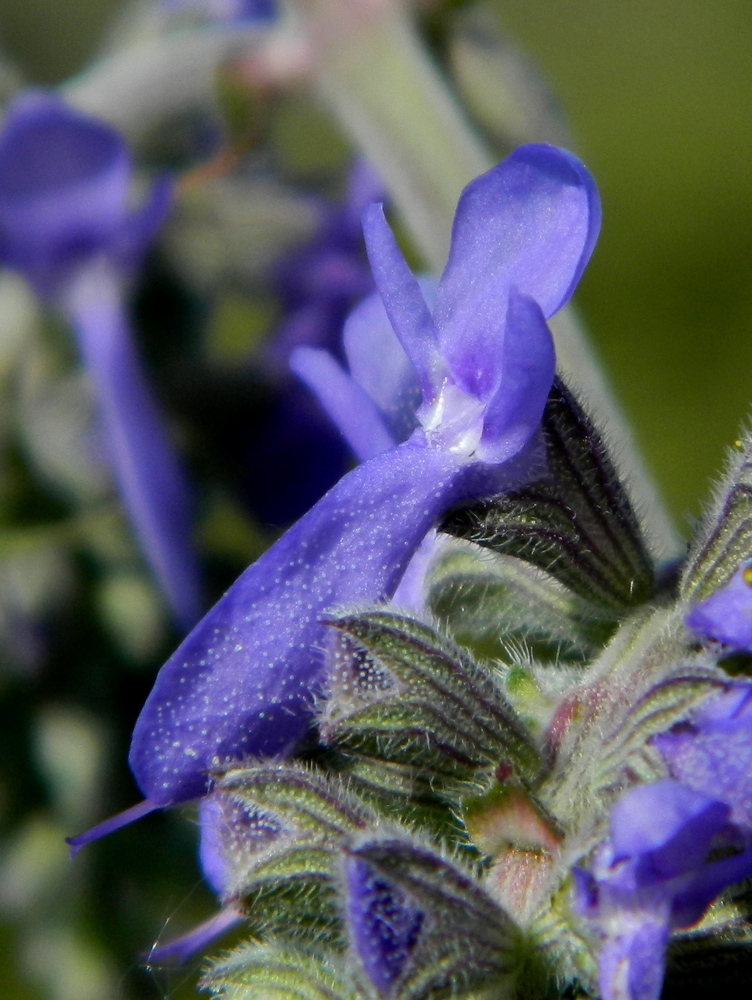 Image of Salvia nutans specimen.