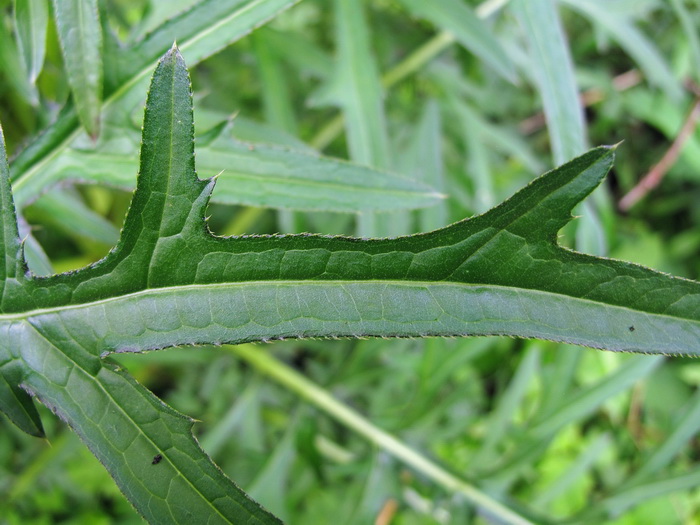 Image of Cirsium pendulum specimen.