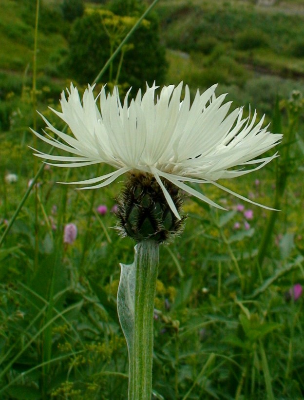 Image of Centaurea cheiranthifolia specimen.