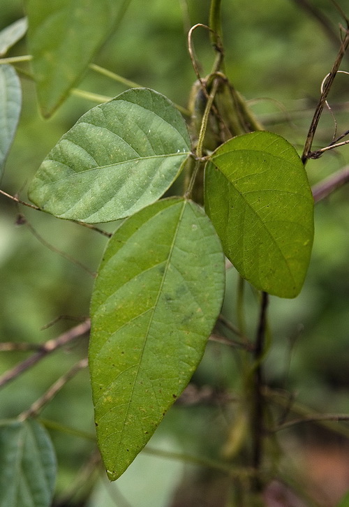 Изображение особи Glycine soja.