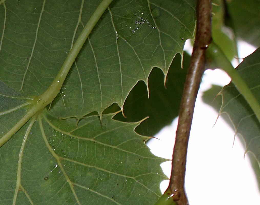 Image of Tilia henryana specimen.