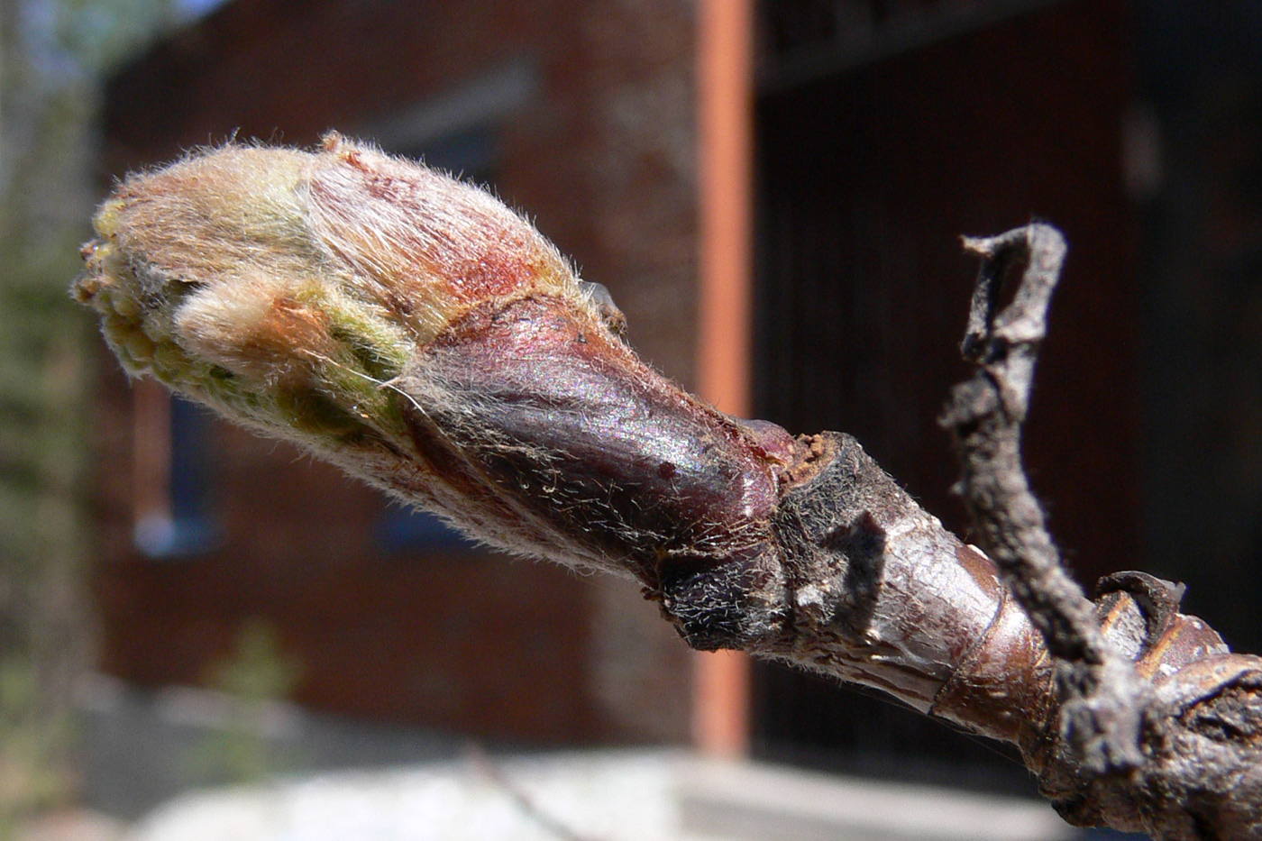 Изображение особи Sorbus sibirica.