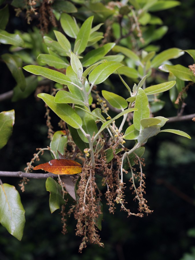 Image of Quercus ilex specimen.