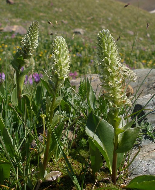 Изображение особи Lagotis integrifolia.