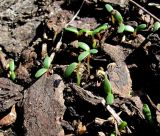 Melilotus albus. Проростки. Окр. Архангельска, свалка древесных отходов. 14.05.2012.