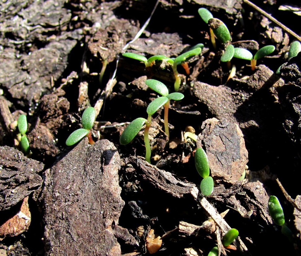 Изображение особи Melilotus albus.