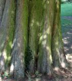 Taxodium distichum. Нижняя часть ствола взрослого дерева. Германия, г. Krefeld, ботанический сад. 16.10.2012.