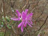 Rhododendron canadense