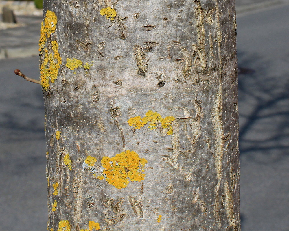 Image of Fraxinus oxycarpa specimen.