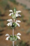 Phlomoides iliensis. Соцветие. Казахстан, хр. Шолак, северней вдхр. Капчагай. 22.05.2013.