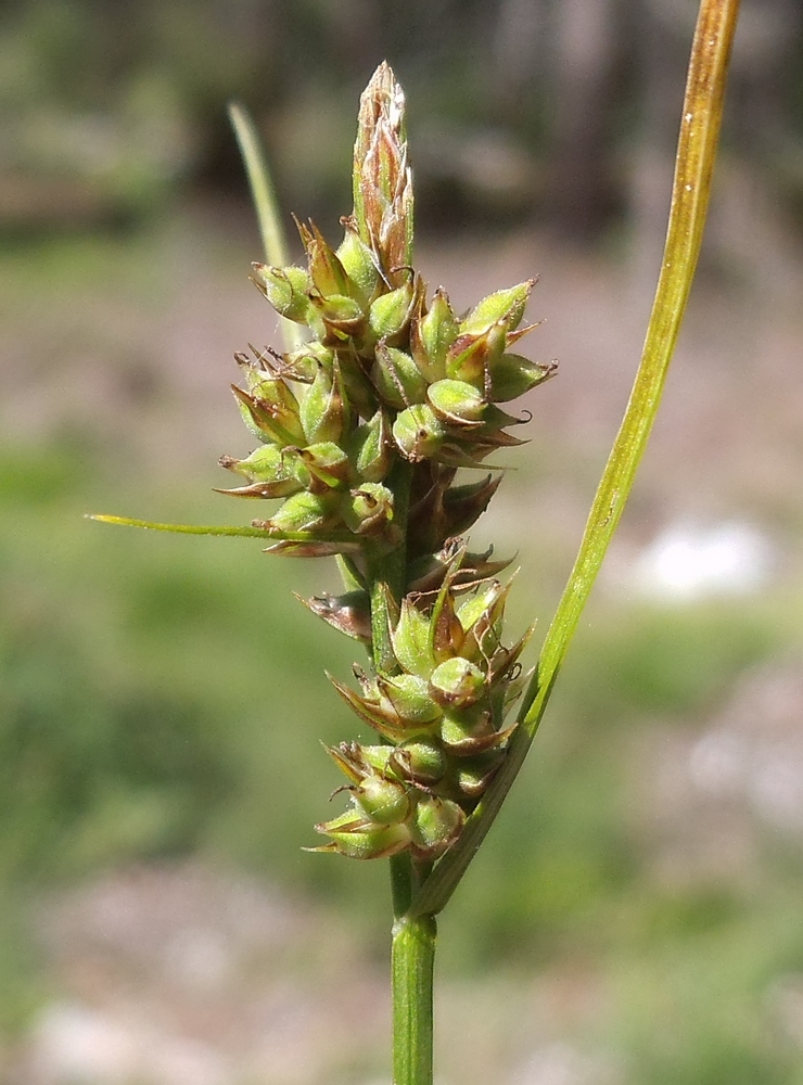 Image of Carex pilulifera specimen.