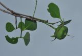 Sonneratia alba. Верхушка ветви с плодом. Таиланд, национальный парк Си Пханг-нга. 20.06.2013.