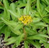 genus Sedum. Верхняя часть побега с раскрывающимся соцветием. Германия, г. Krefeld, Ботанический сад. 10.06.2013.