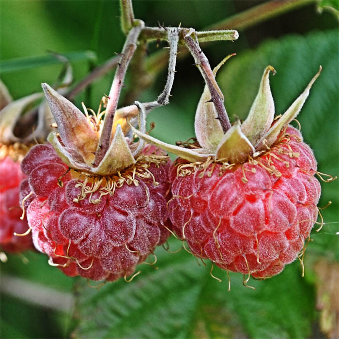 Image of Rubus idaeus specimen.