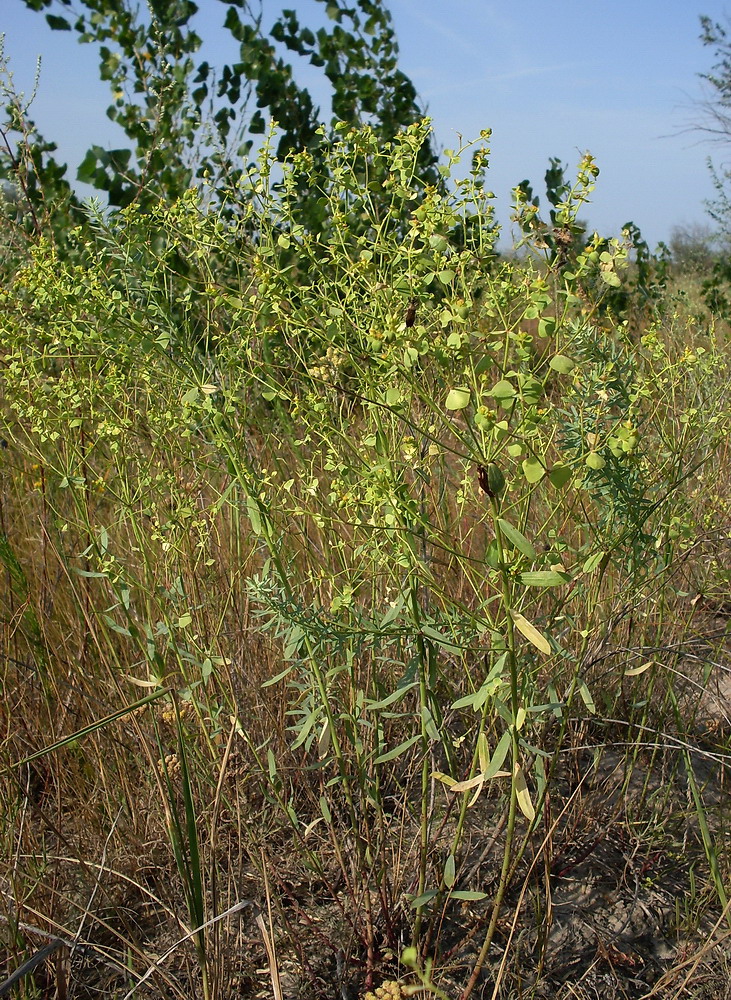 Изображение особи Euphorbia seguieriana.