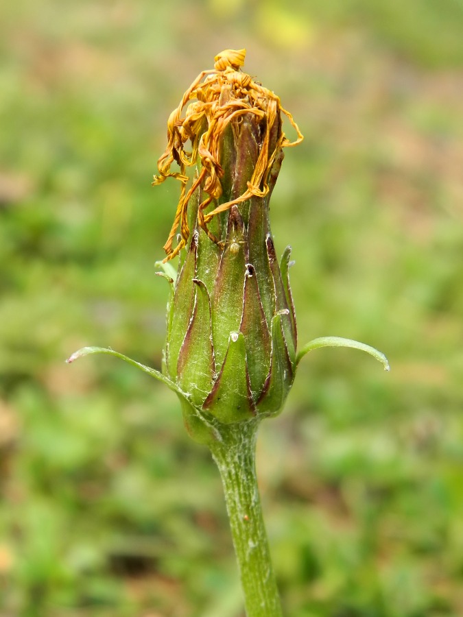 Изображение особи Scorzonera radiata.