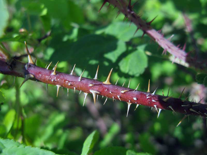 Image of Rosa acicularis specimen.