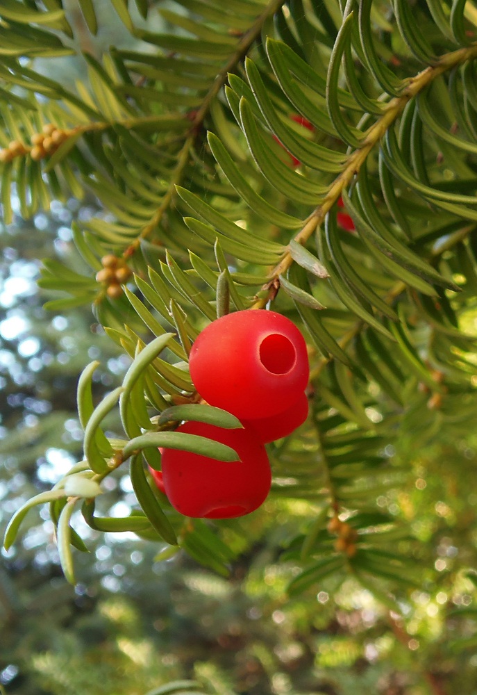 Image of genus Taxus specimen.