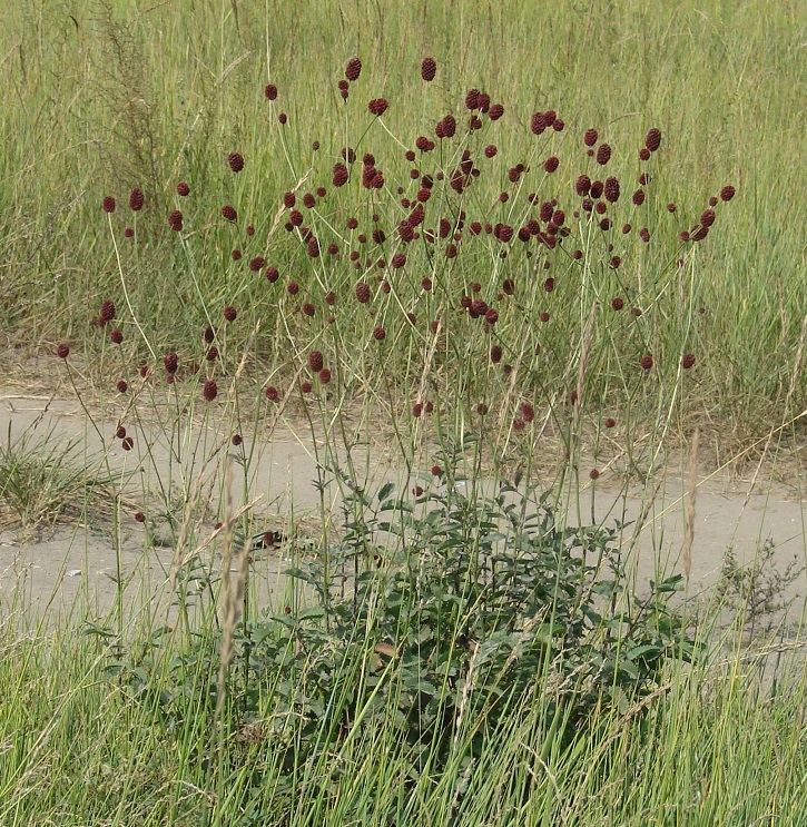 Image of Sanguisorba officinalis specimen.