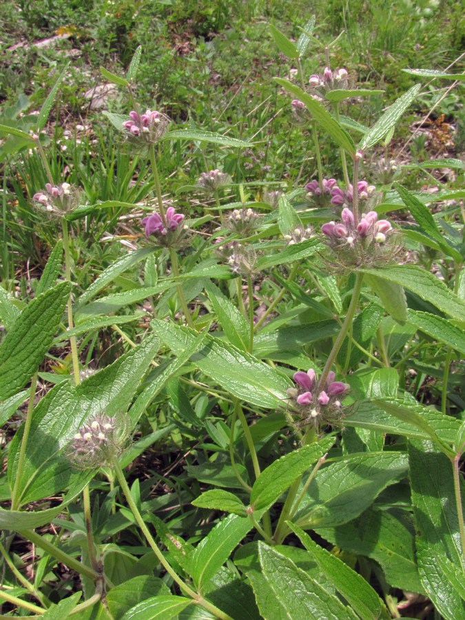 Изображение особи Phlomis pungens.